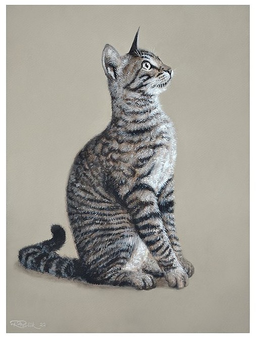 A curious kitty - gouache painting