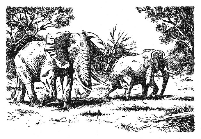 Elephants grazing in Africa - ink drawing