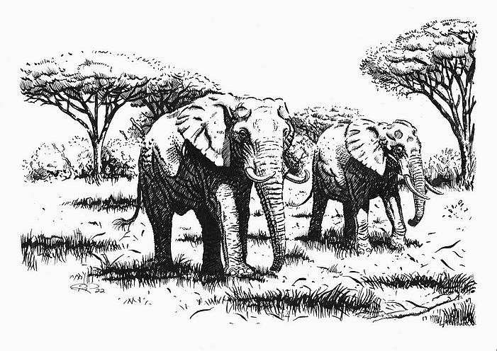 Elephants roaming the savannah - ink drawing