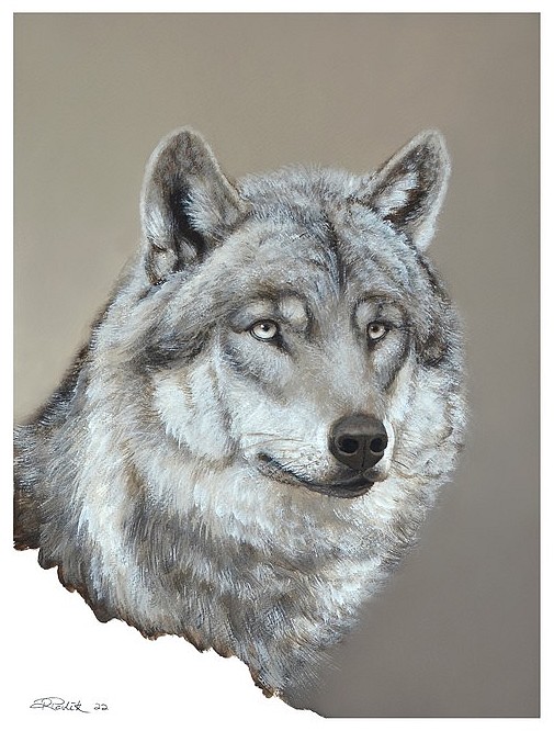 Portrait of a wolf - gouache painting