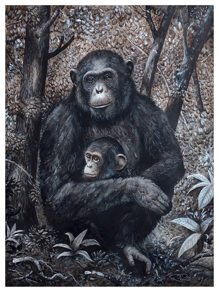 Chimp with a baby in the woods